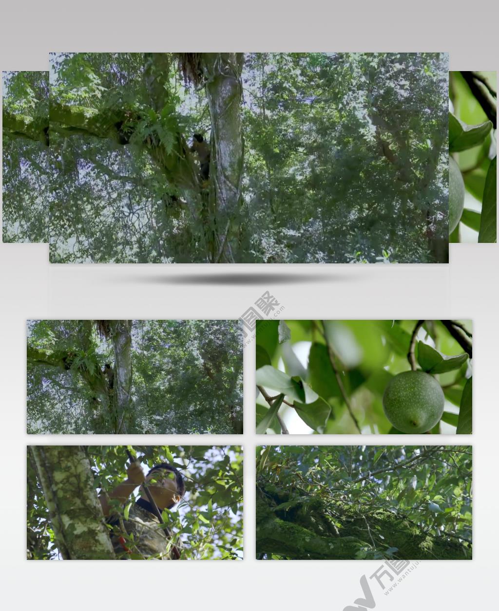 爱玉野果果农爬树采摘视频素材
