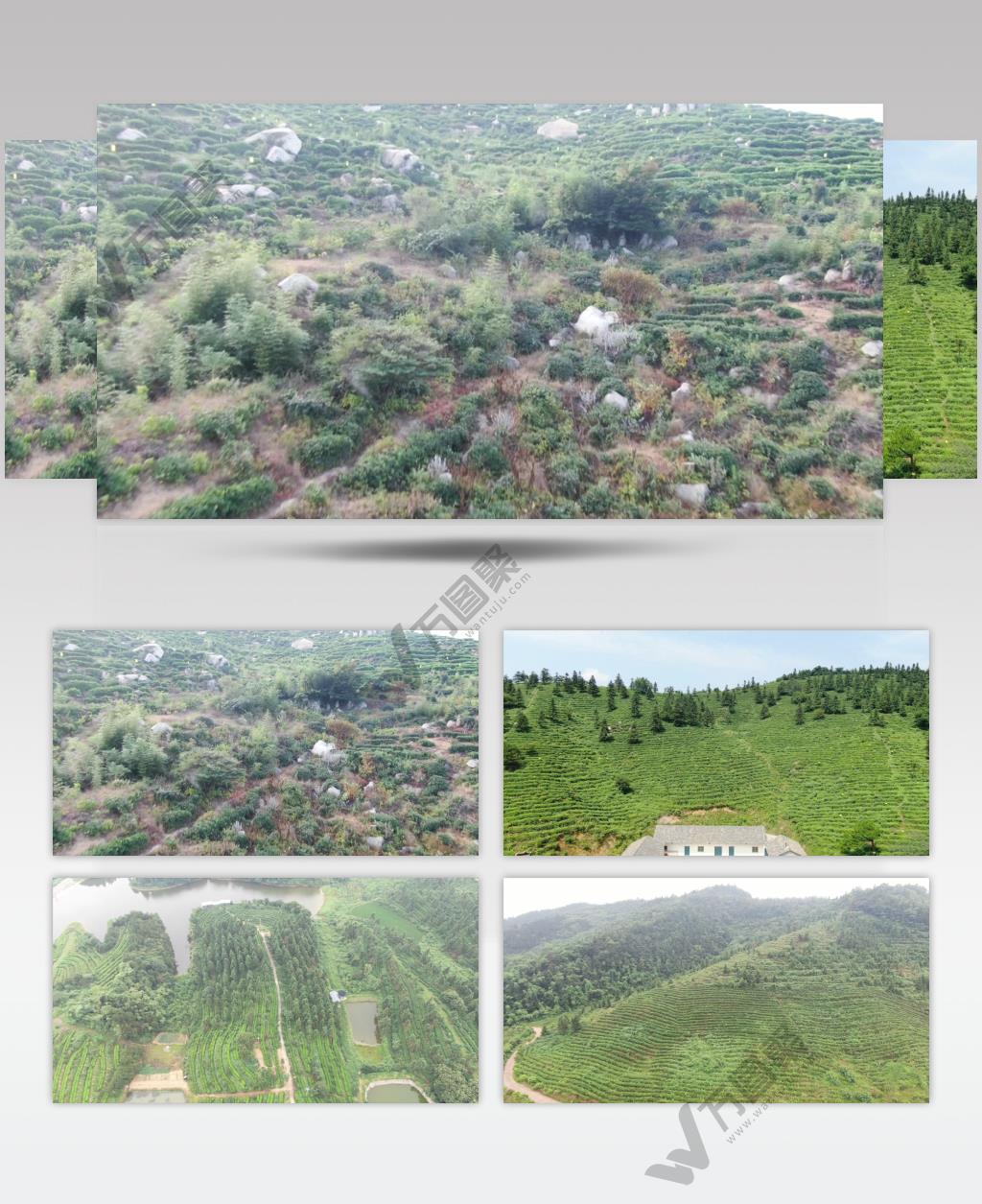 毛尖茶叶茶山航拍高清背景视频 (1)