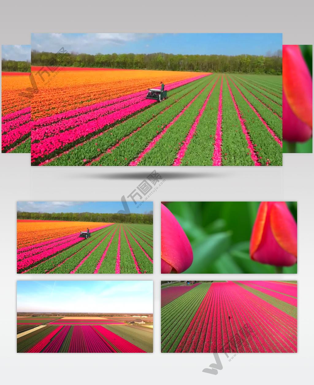 唯美鲜花花田种植农业发展视频素材