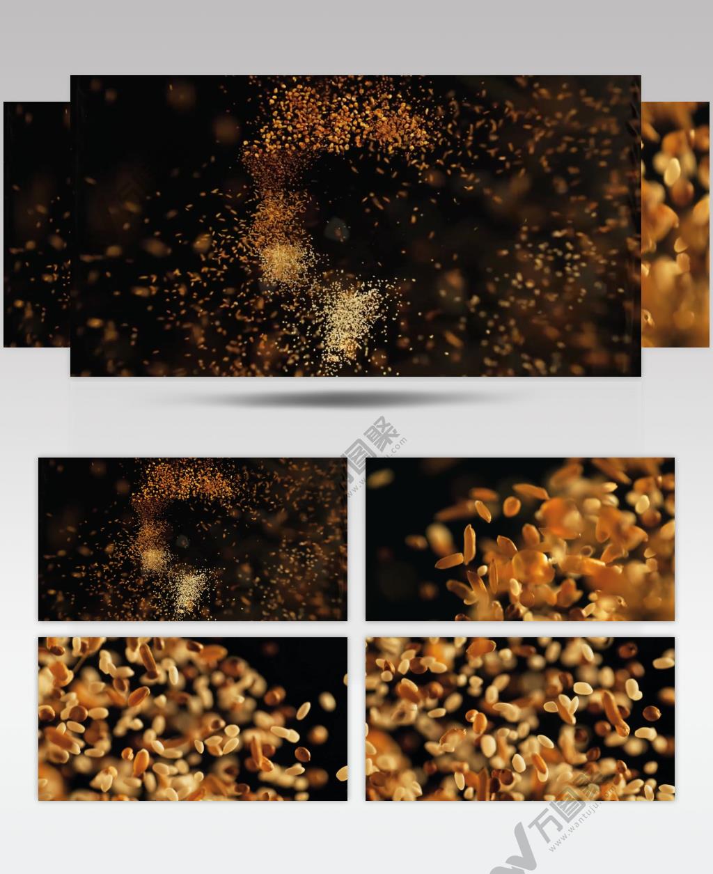 秋季丰收季节粮食颗粒特写镜头实拍素材