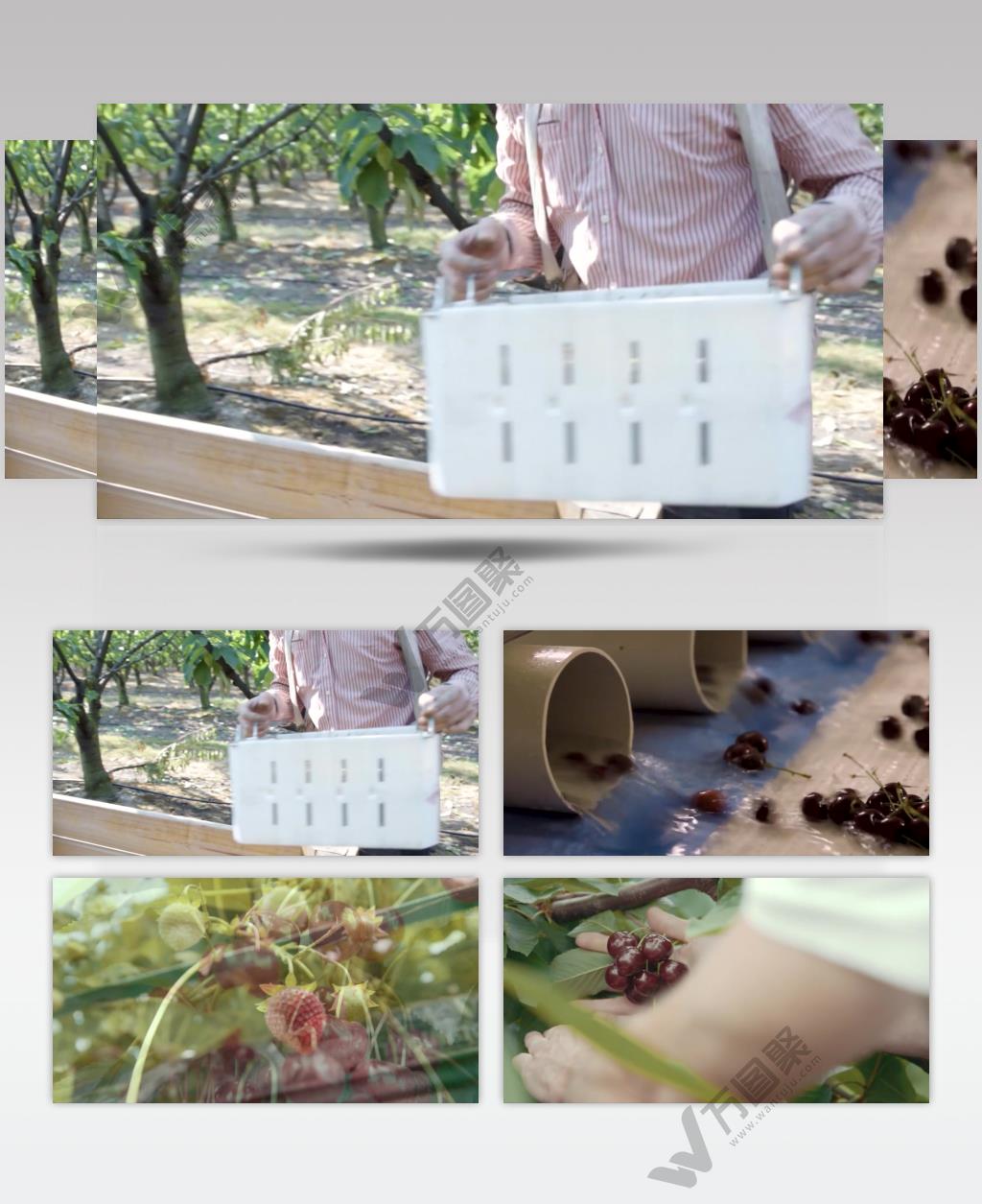 樱桃种植园采摘园樱桃采摘视频素材