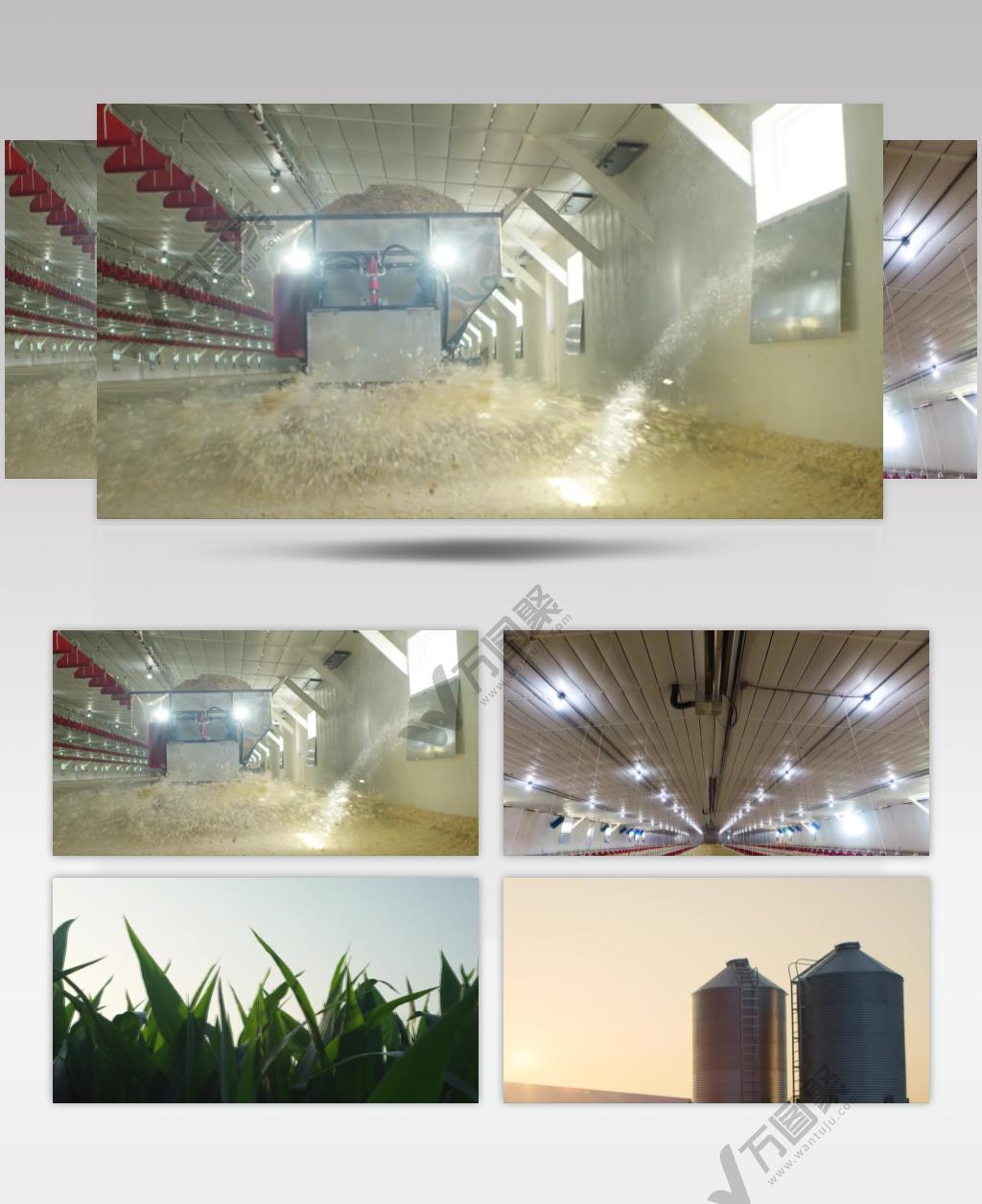 现代化养殖养鸡场实景拍摄视频素材