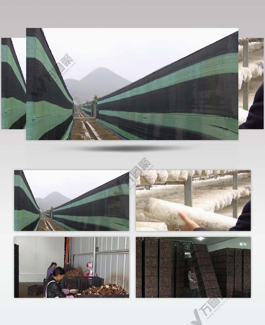 食用菌香菇种植采摘包装销售视频素材