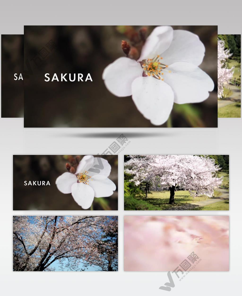 春天春暖花开万物复苏樱花