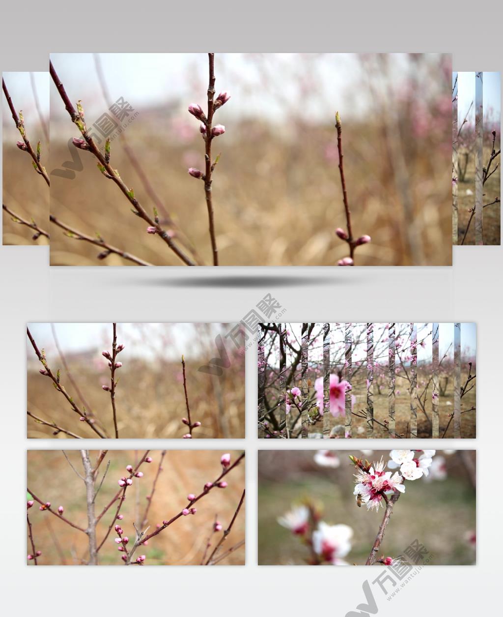 桃花 蜜蜂 4K超清视频