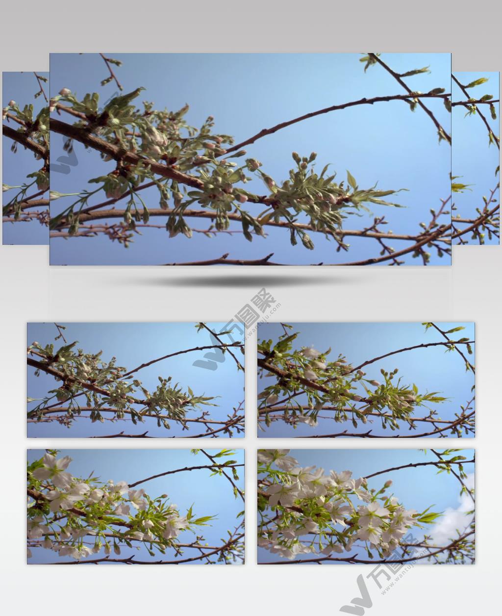 桃花快速生长绽放延时视频素材