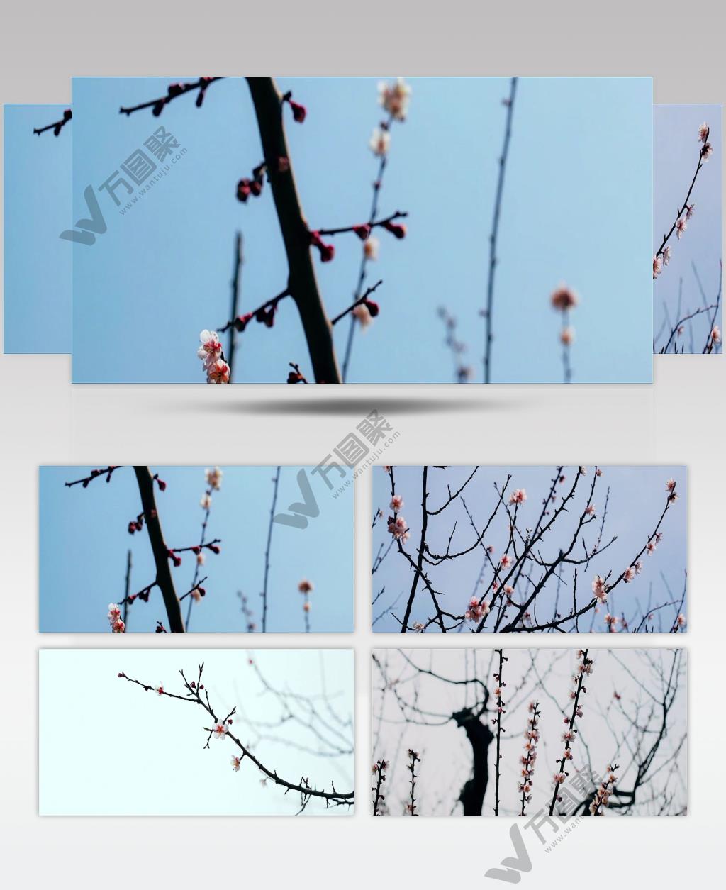 实拍初春樱花意境视频素材