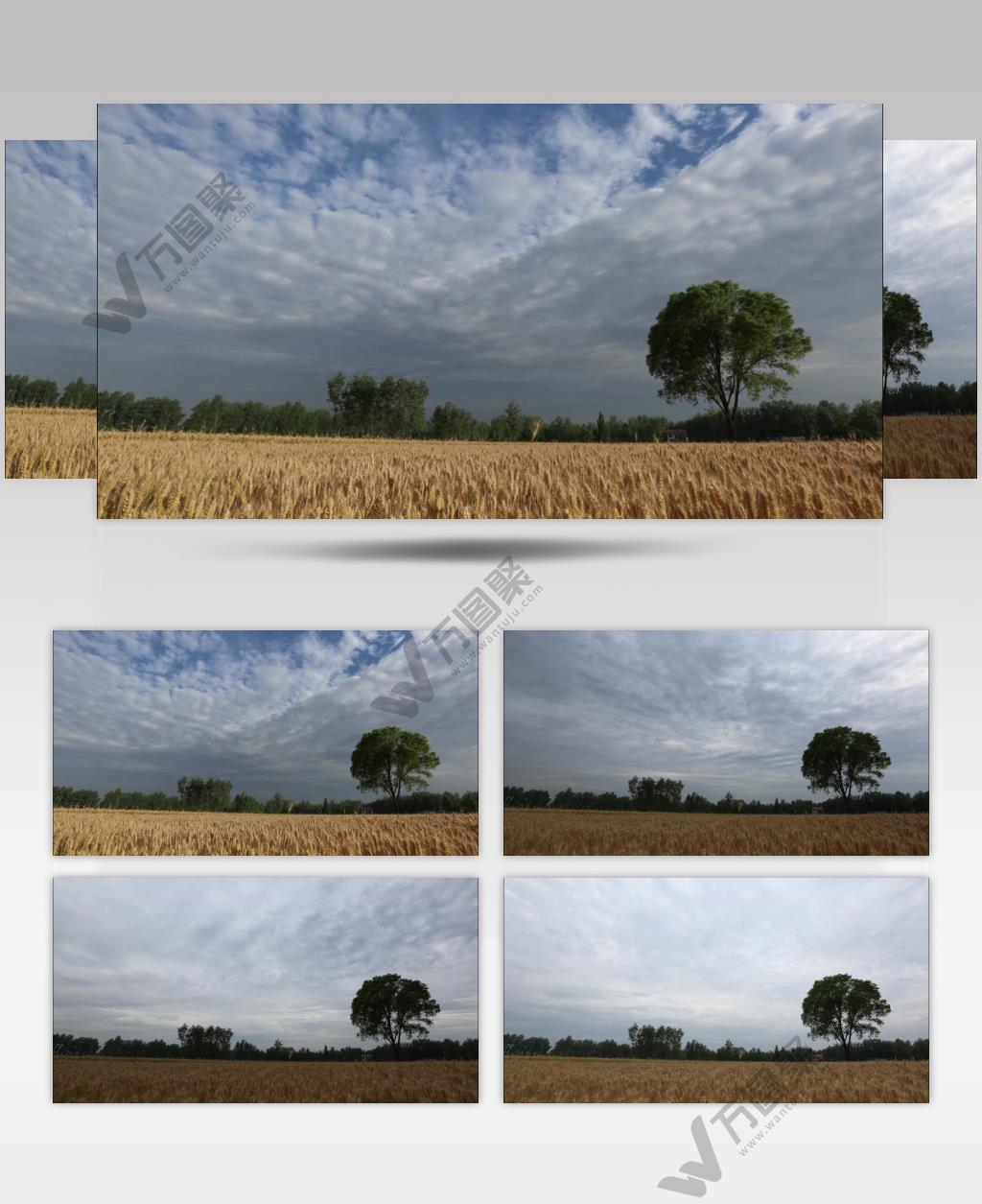 麦田大树流云4k延时