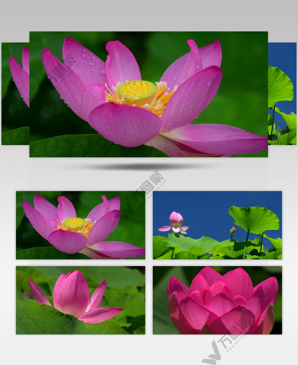 4K唯美荷花池 荷塘荷花特写 荷叶视频素材