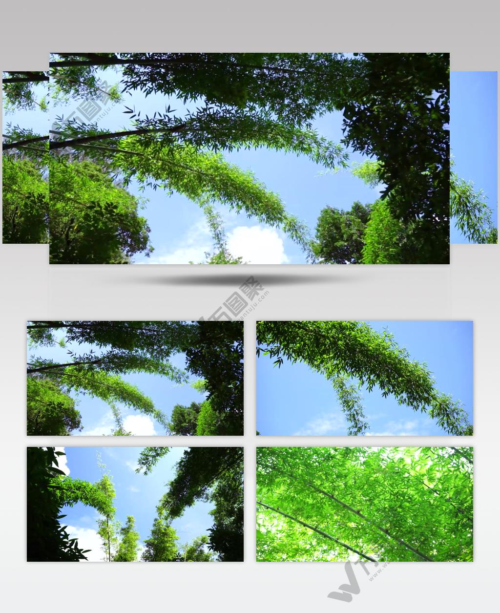 实拍多角度竹林翠绿的竹子视频素材