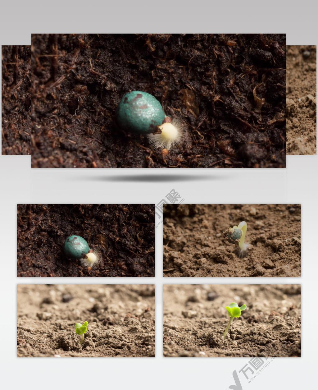 延时摄影植物种子破土发芽背景视频