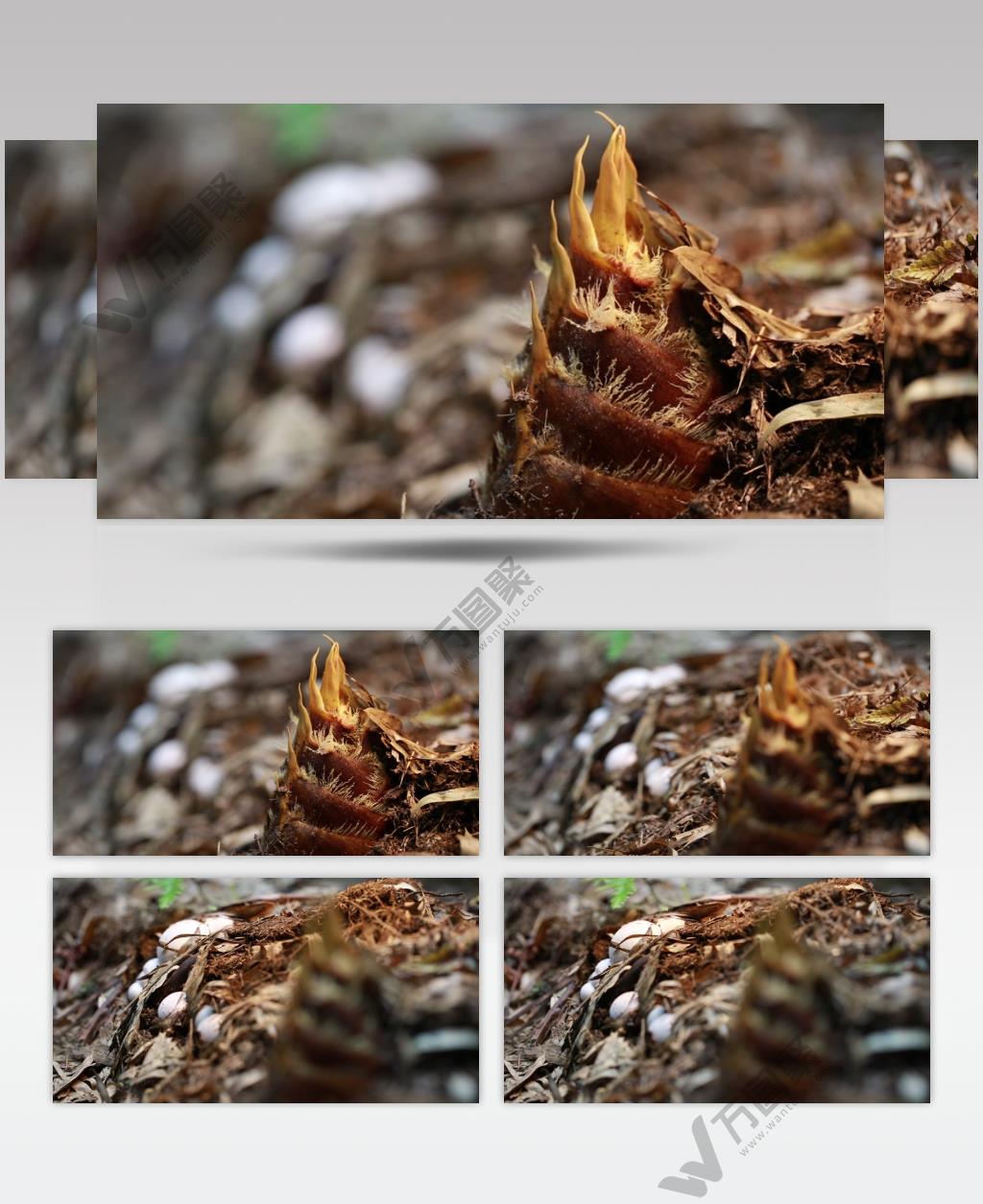 林下产业 竹荪蛋 竹荪 养殖 林竹 竹林 高清视频素材 实拍 竹林产业 竹笋