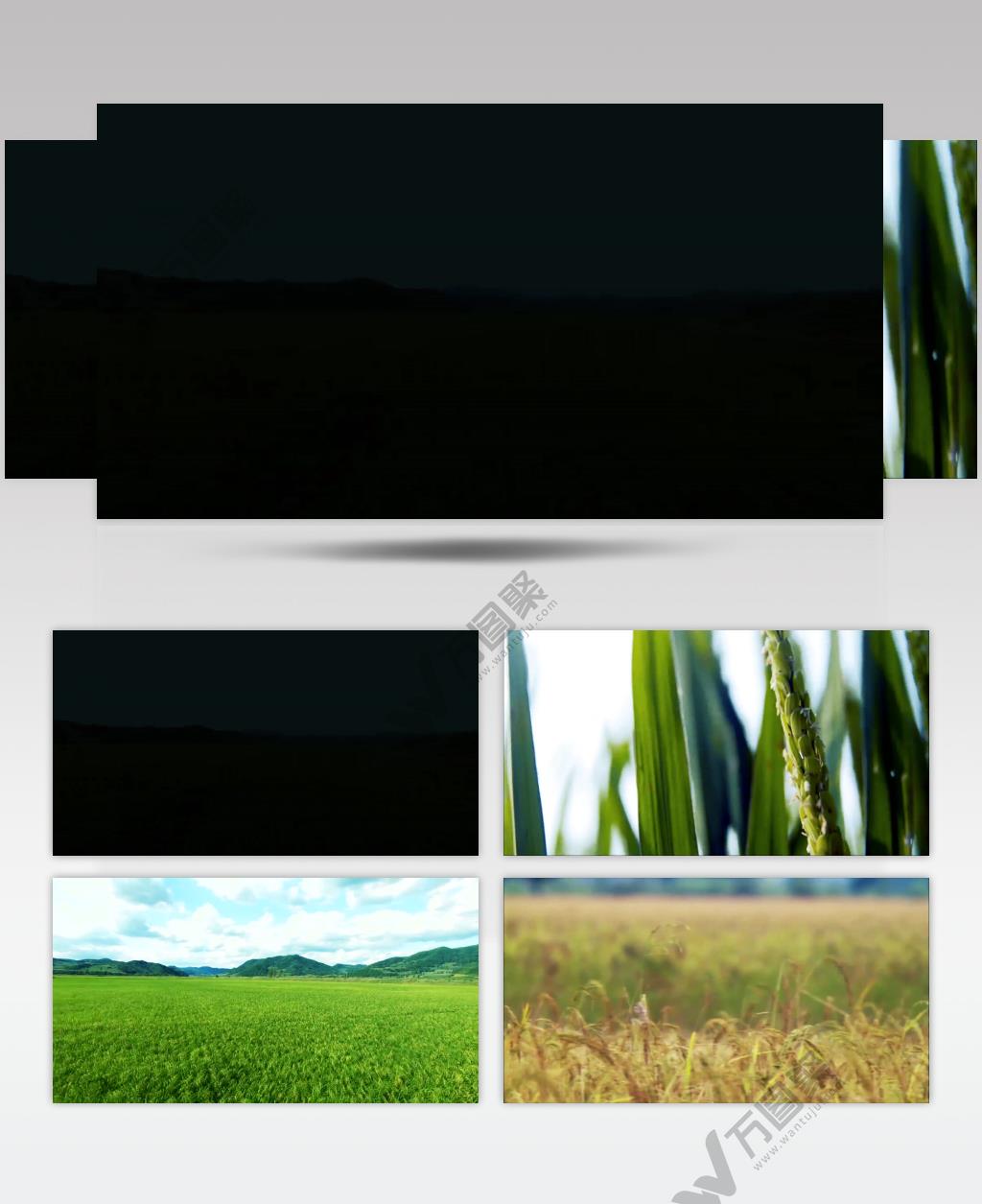 实拍科技种植水稻丰收高清宣传片背景视频