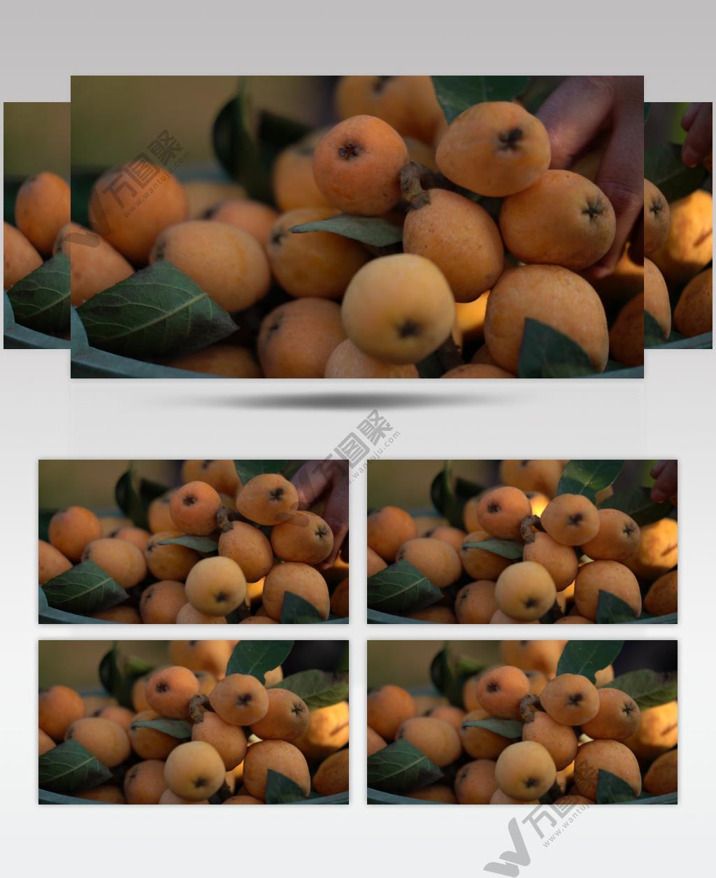 早熟 枇杷 水果 特写 高清视频 素材 枇杷树 (1)