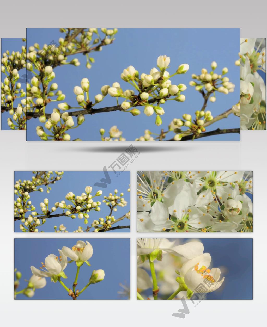 春天 刺李花 快速 开放 春回大地 延时摄影