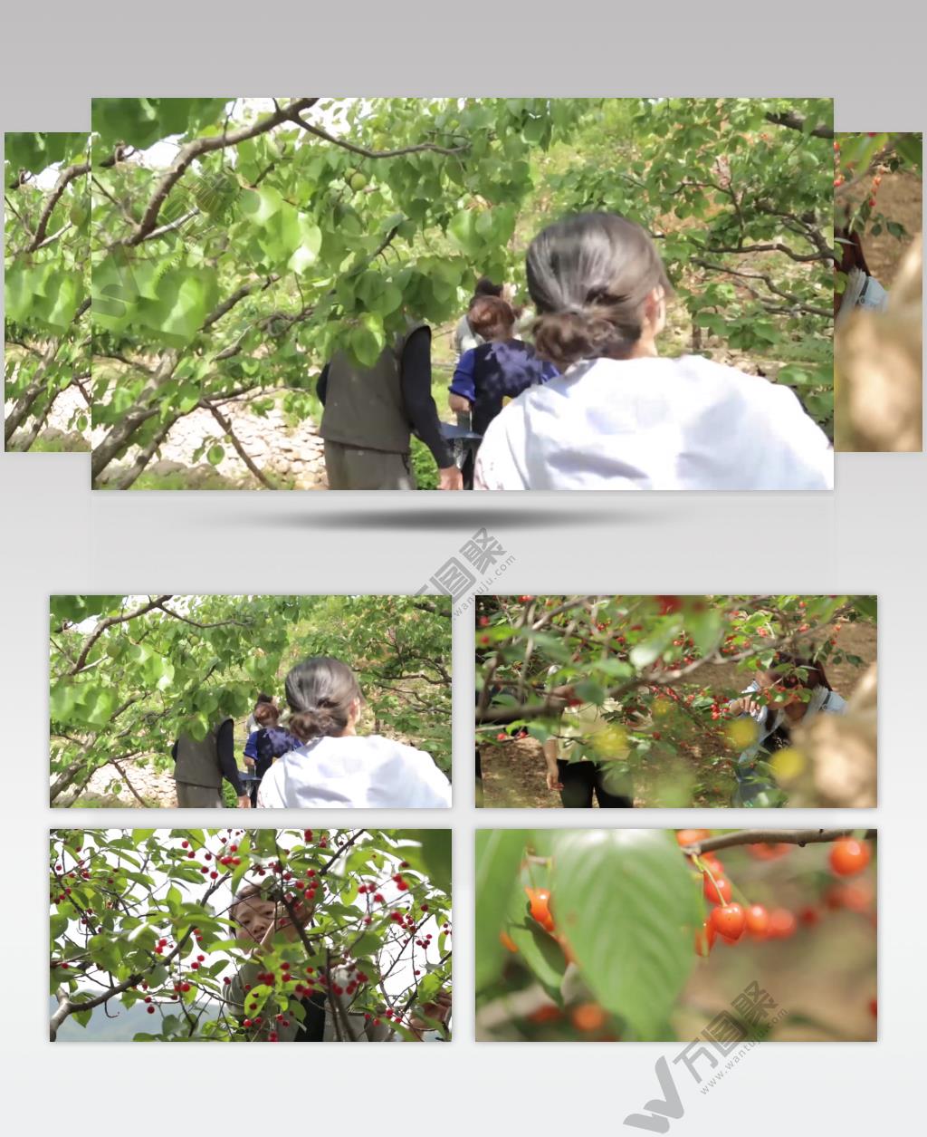 樱桃 成熟 大片樱桃 樱桃山 樱桃树 采摘 果实 沿公路贩卖
