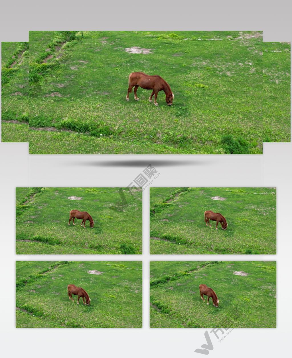 航拍草坪上的马吃草