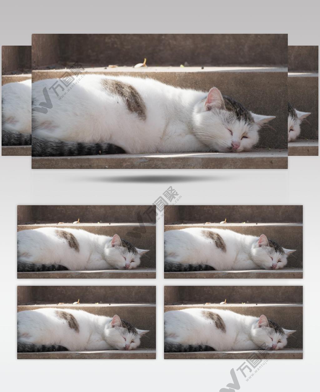 熟睡的猫咪4K实拍