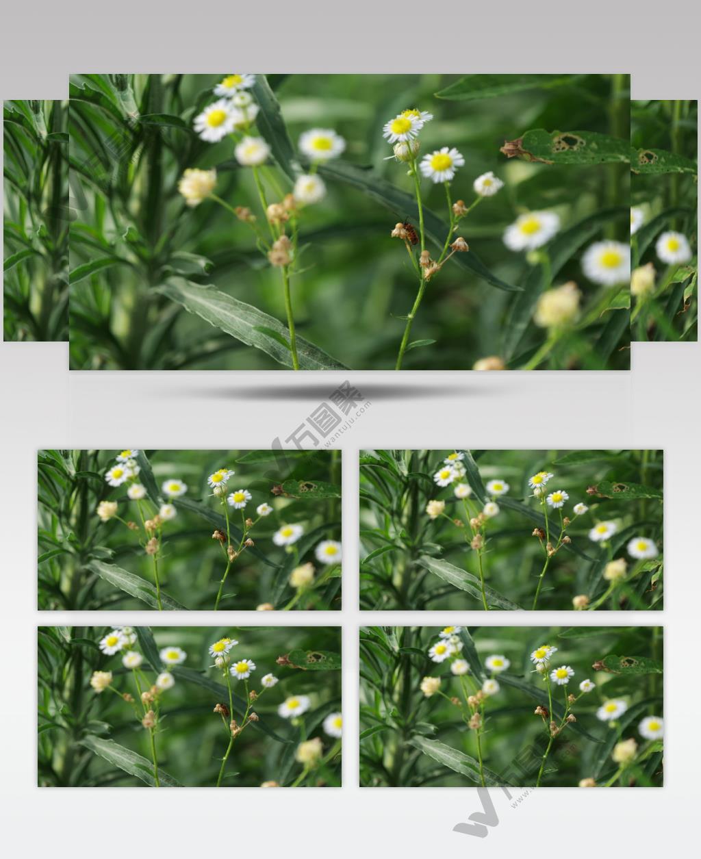 小白花和昆虫实拍镜头