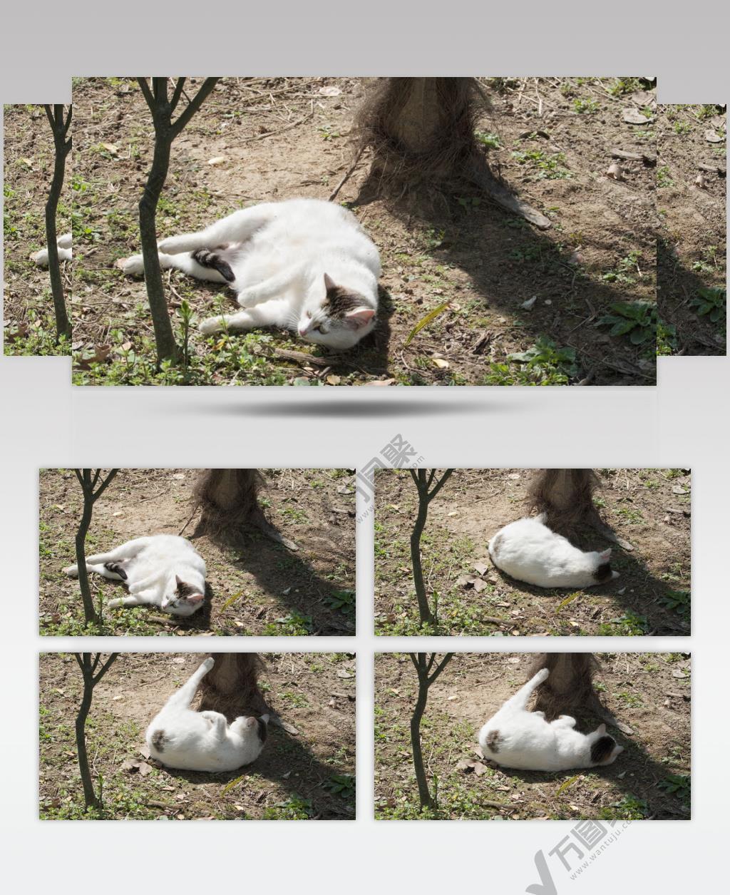 树下翻滚的肥猫4K实拍