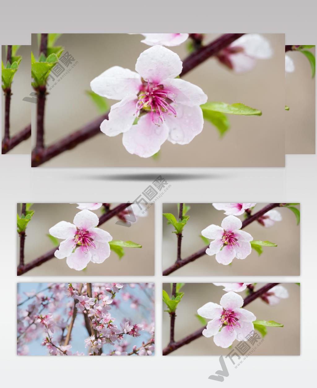 花朵樱花梨花桃花实拍