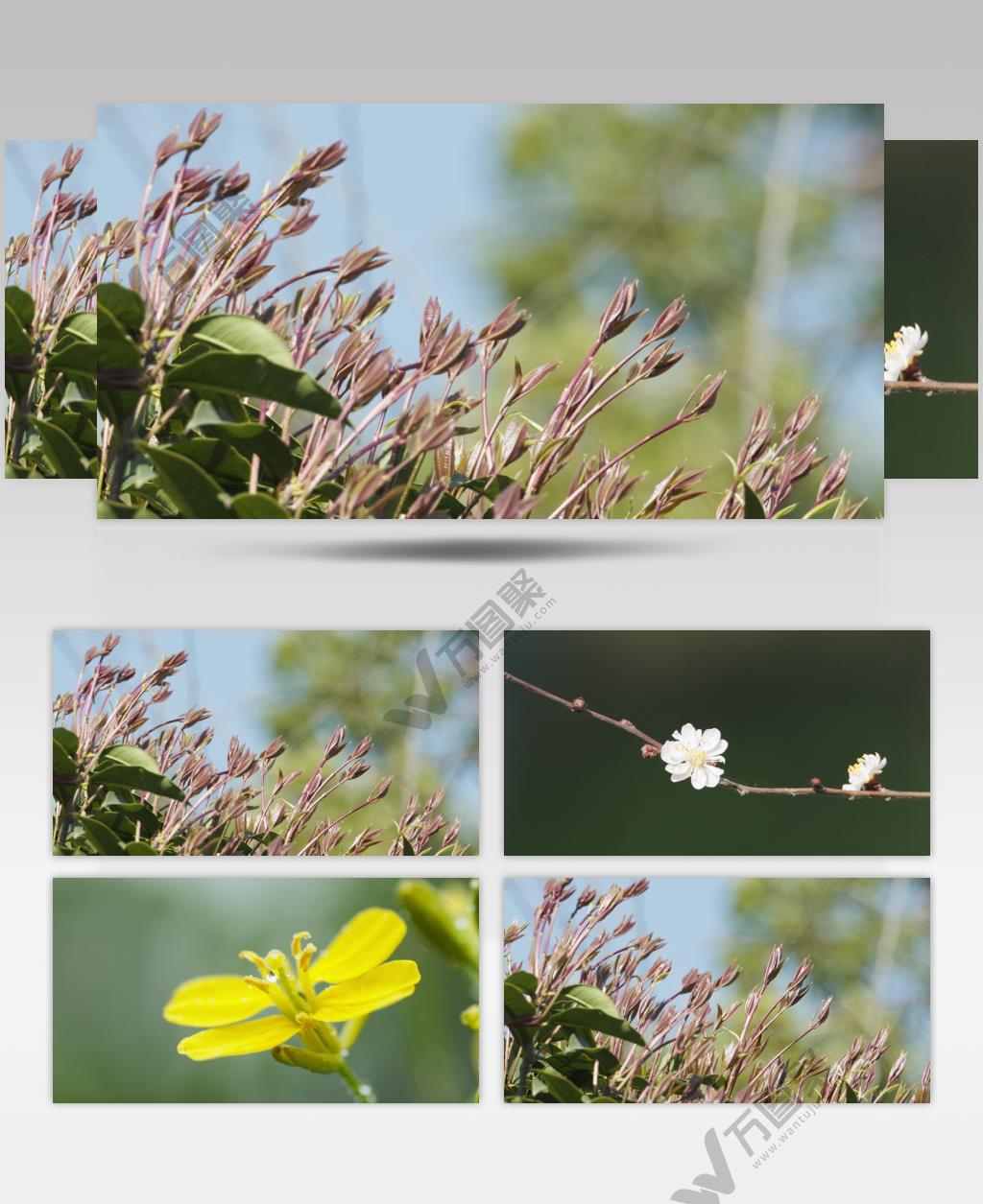 花朵4K实拍镜头