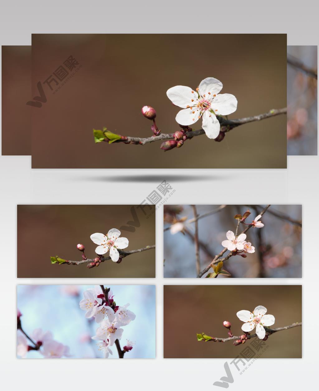 美丽的花朵实拍镜头