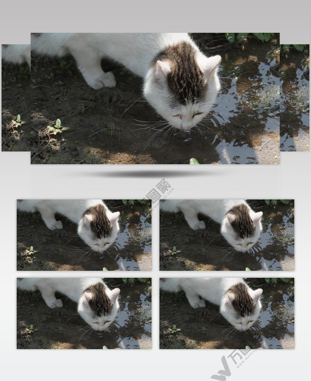 猫咪喝水4K实拍