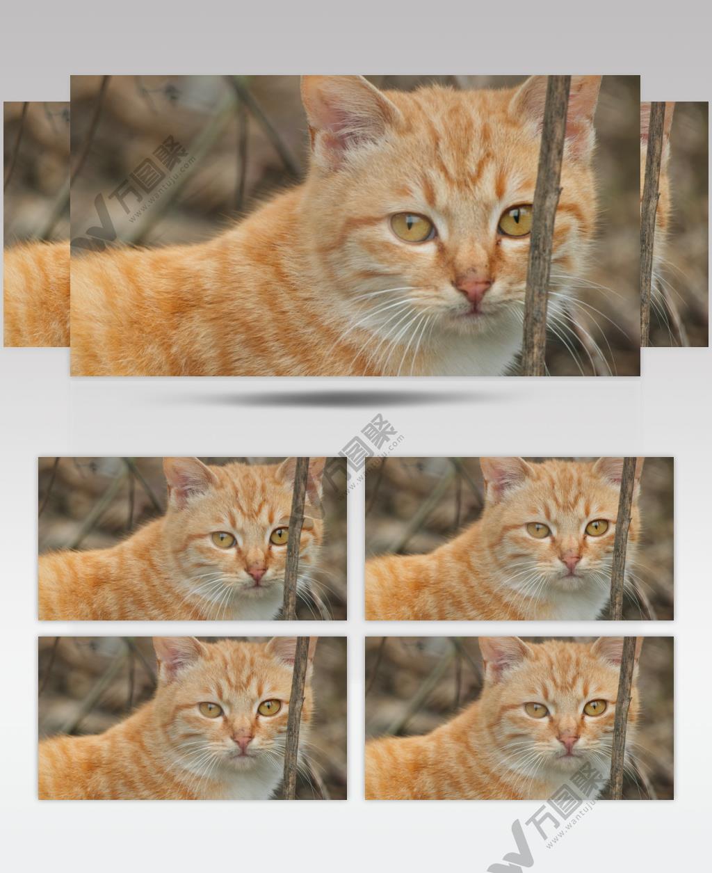 一只橘猫4K实拍