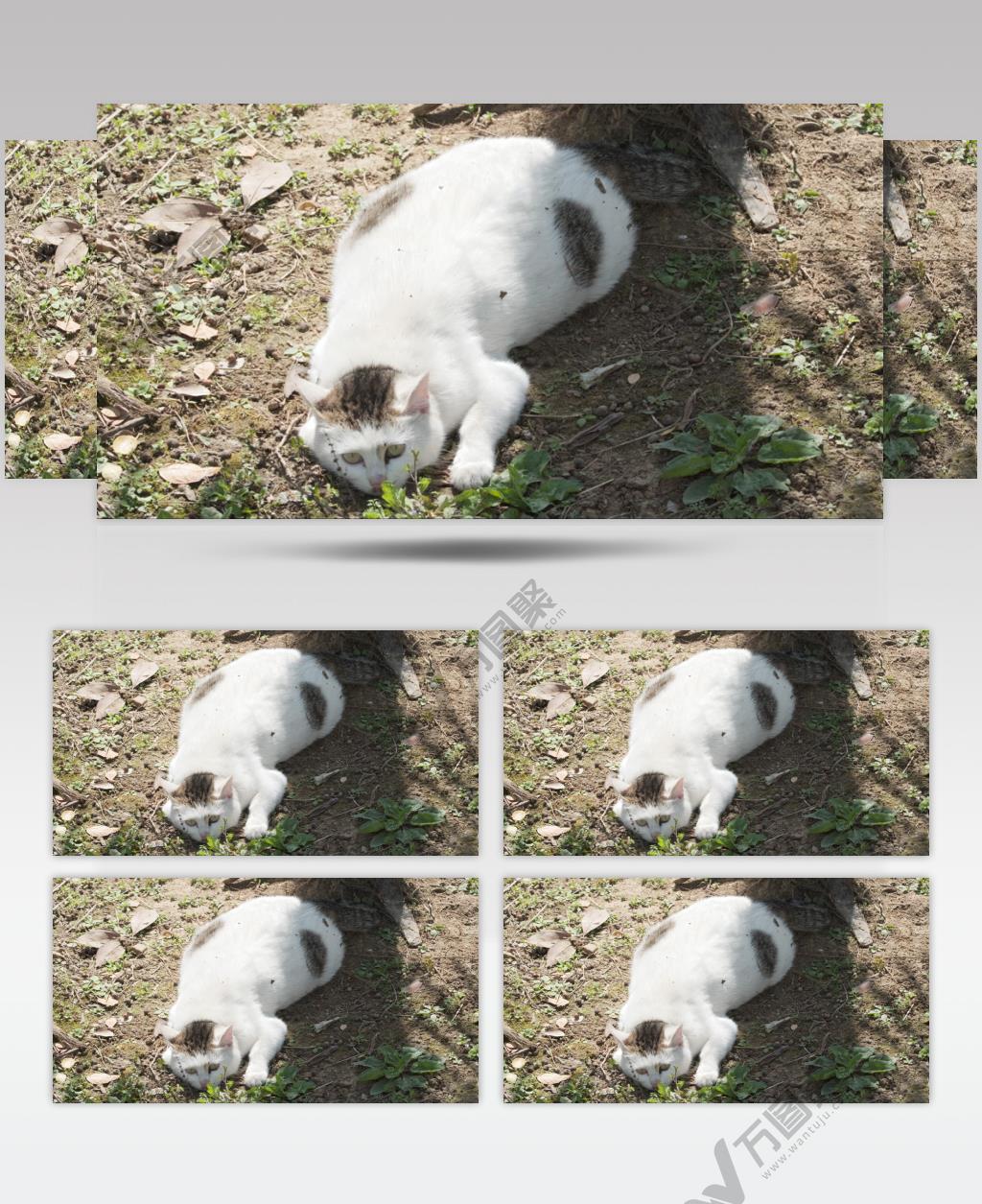 树下午休的小肥猫4K实拍