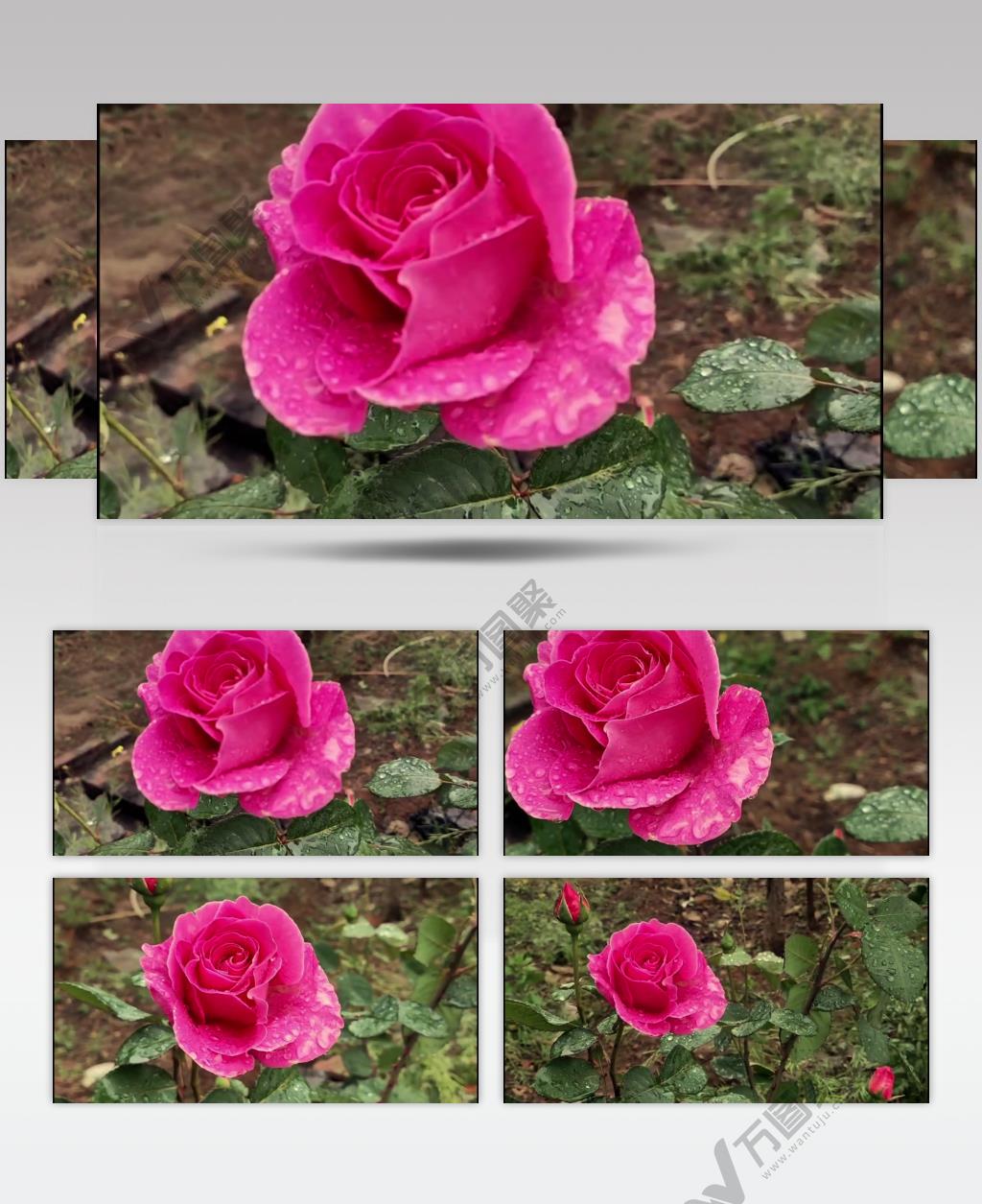 带水滴的月季花