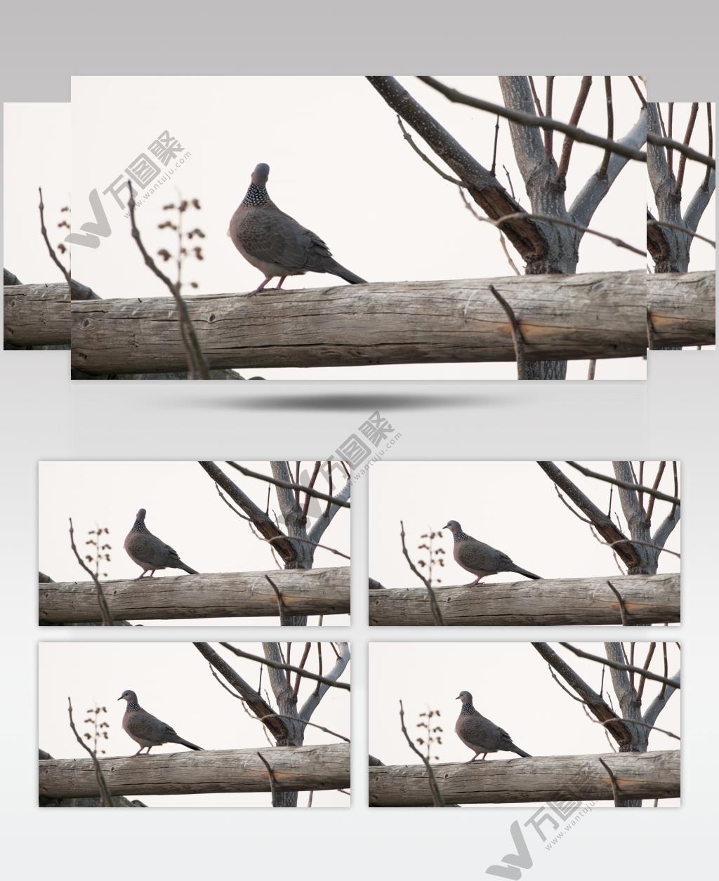 斑鸠鸟起飞实拍镜头