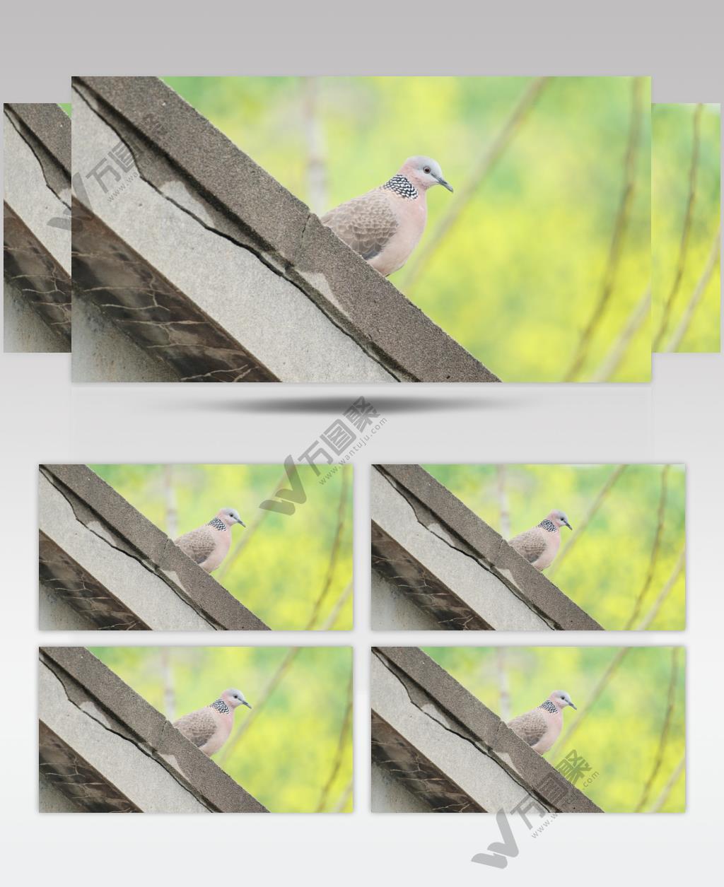 斑鸠4K实拍镜头