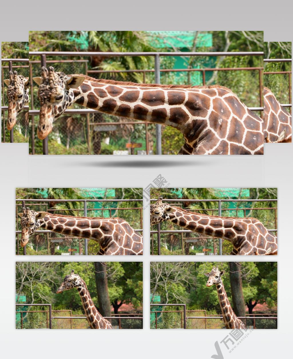 动物园里一只长颈鹿正在进食4K