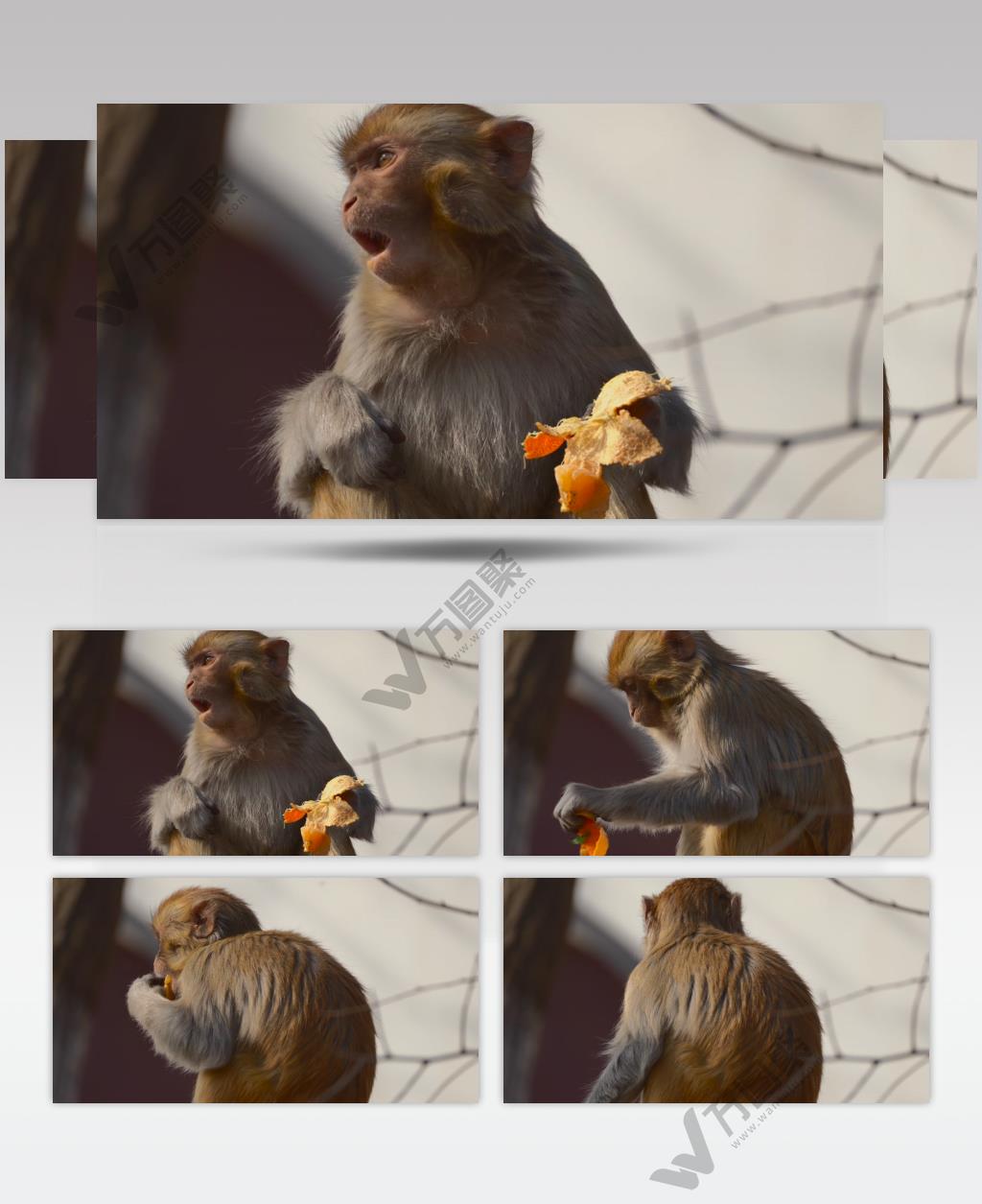 连云港花果山景区猴子在吃橘子4K