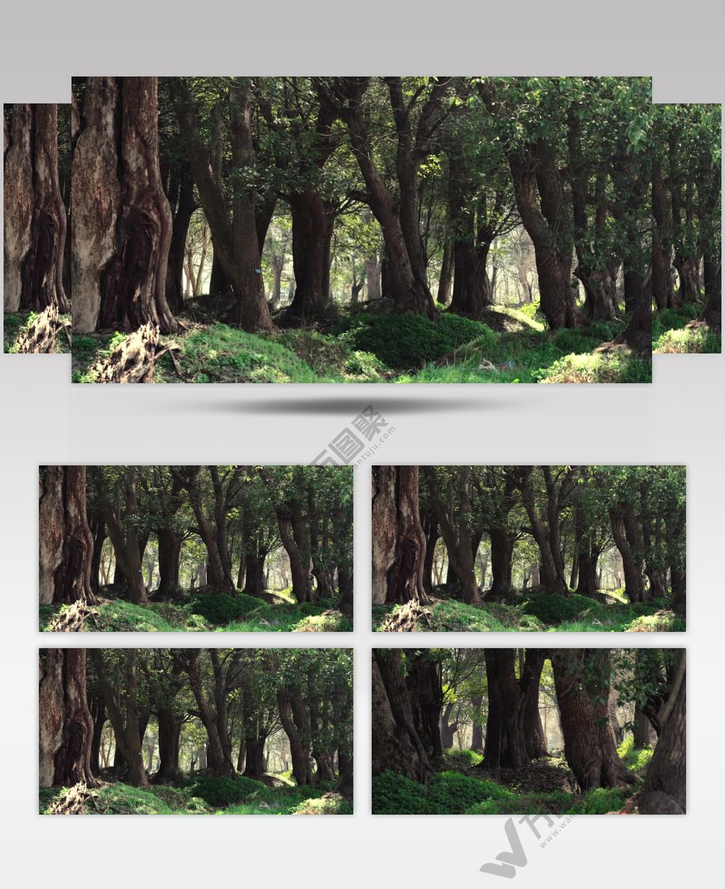 早晨森林里绿色植物4K