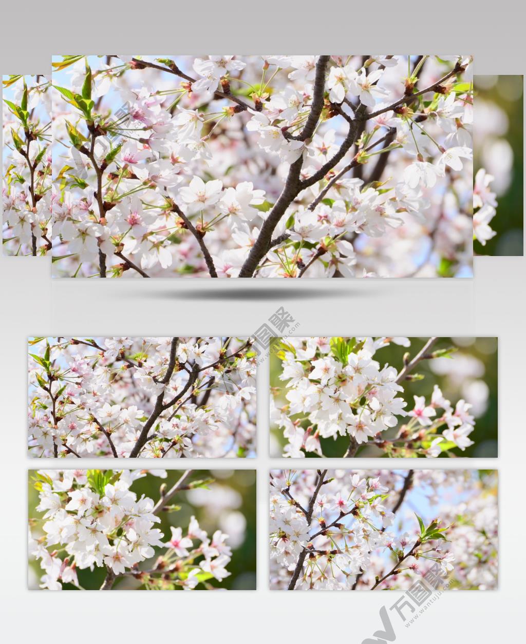 春天武大阳光下的樱花4K