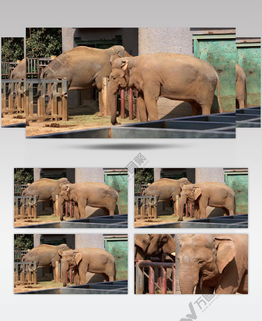 南京红山动物园里的动物大象4K