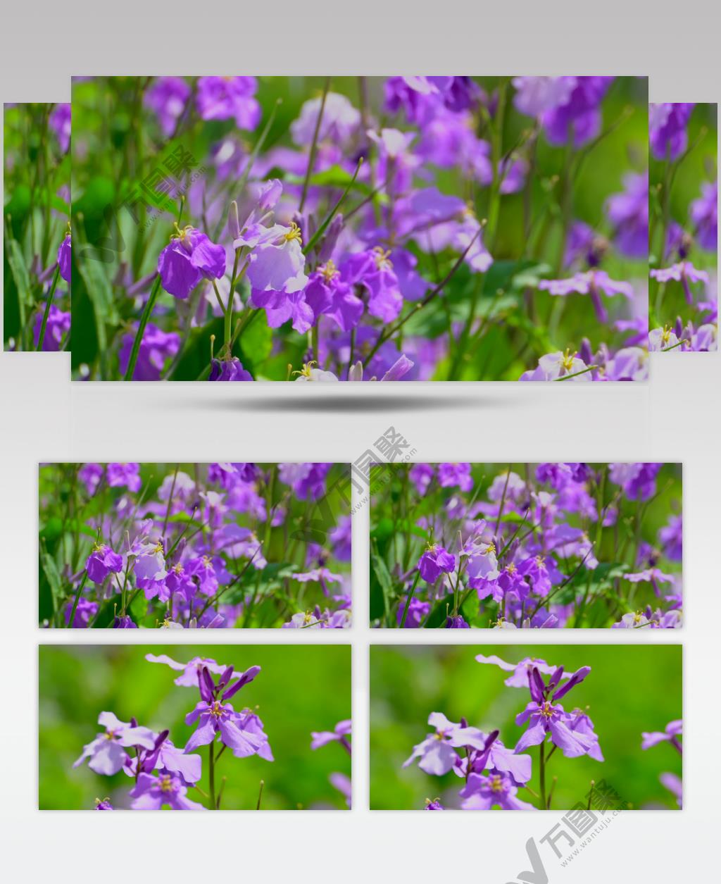 春天公园里盛开的诸葛菜4K