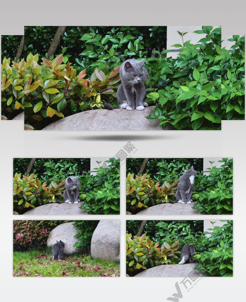 城市街头流浪猫4K