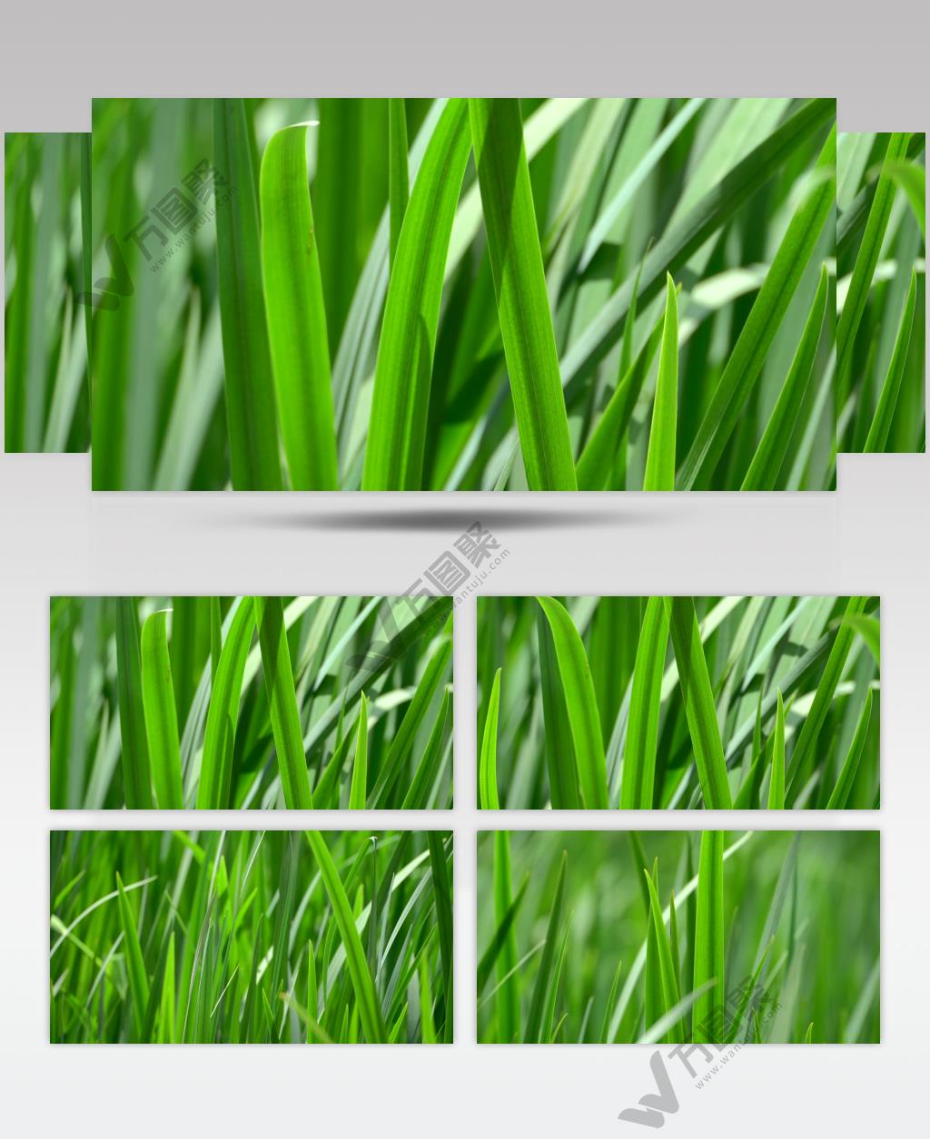 阳光下的草在风中摇摆4K