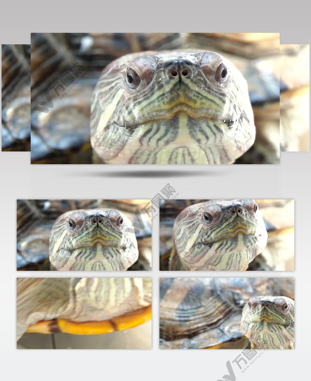 乌龟面部正面大特写乌龟背部纹理特写原创实拍4K高清