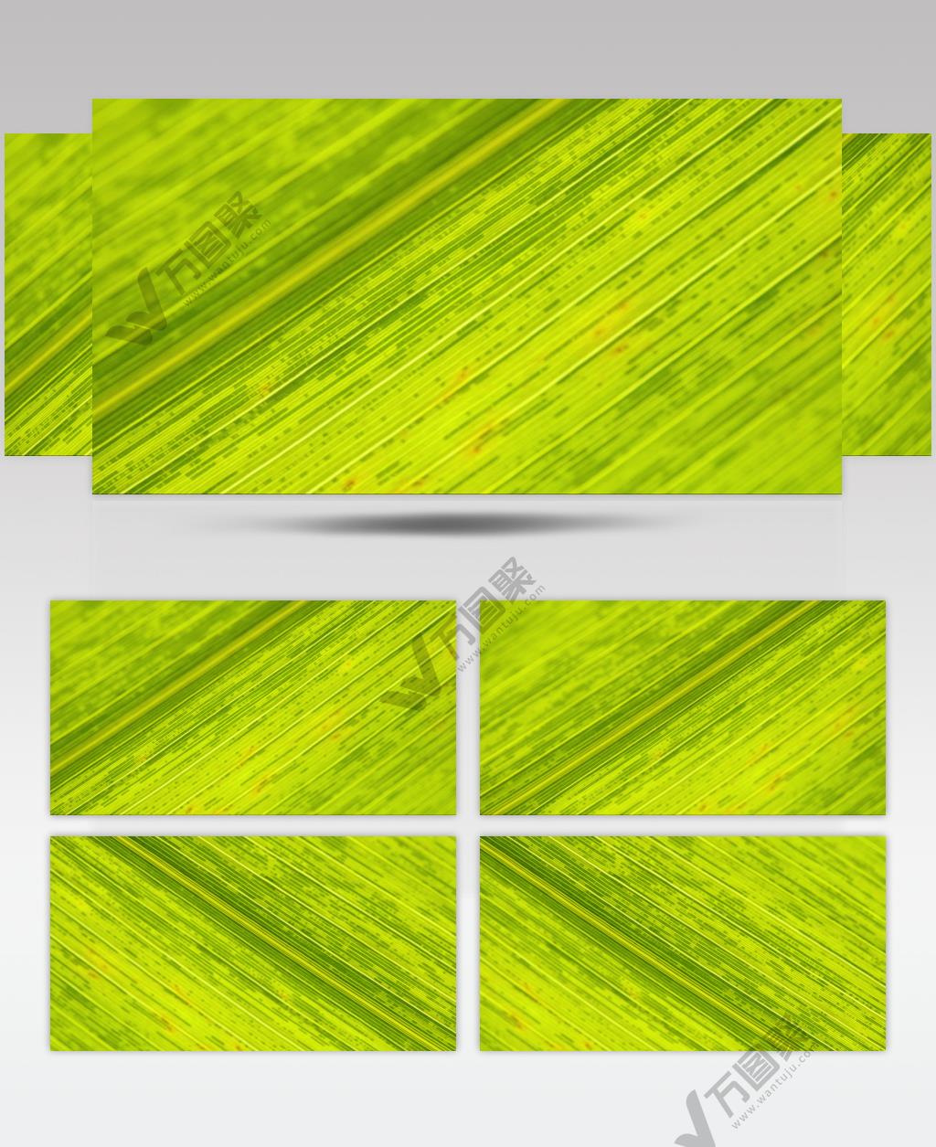 端午节五月节粽叶子微距特写