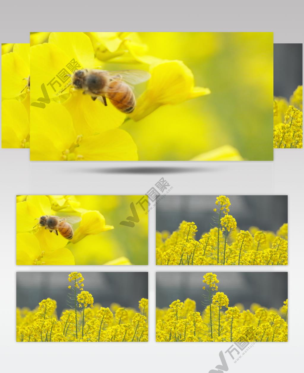 蜜蜂采蜜油菜花实拍镜头 (5)