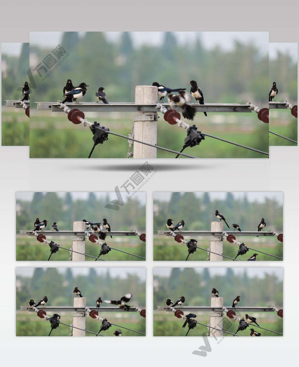 一群喜鹊实拍镜头
