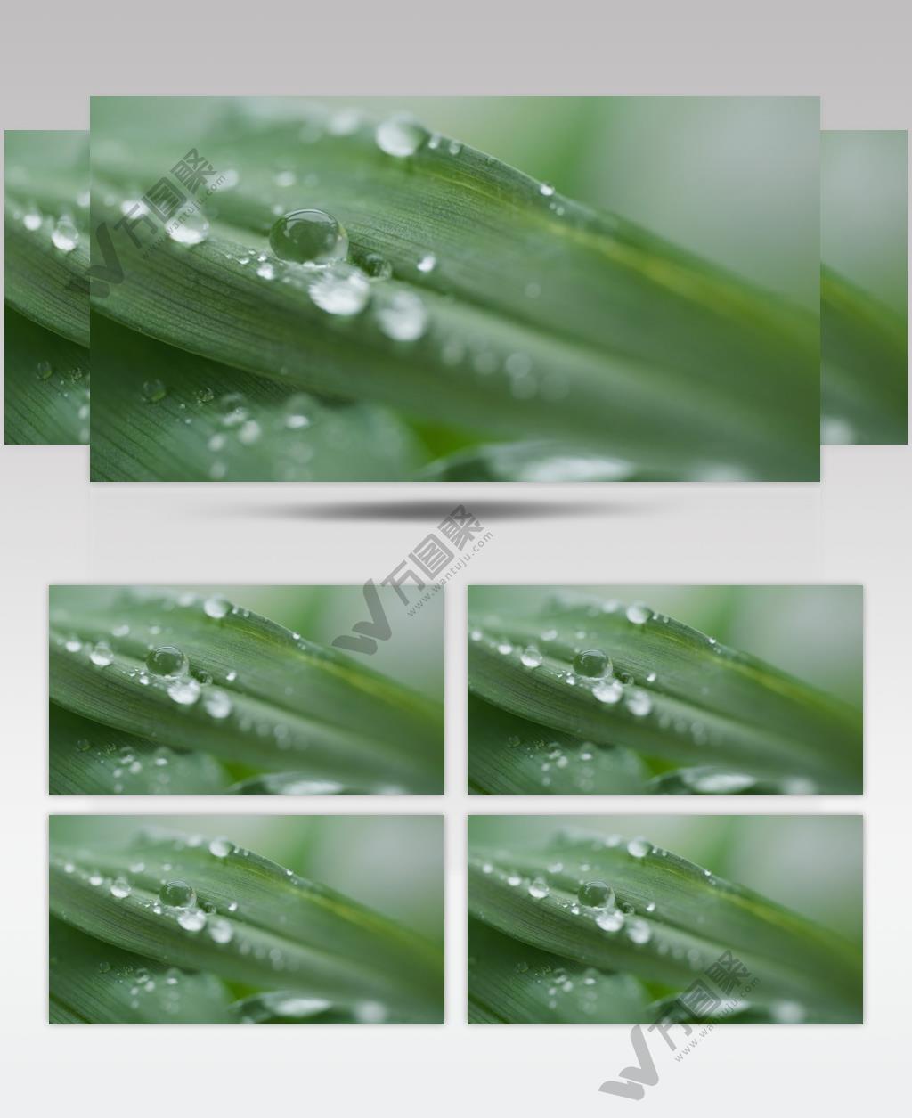 植物上的露珠实拍镜头 (2)