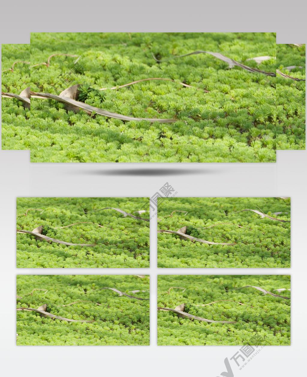 绿植光影实拍镜头