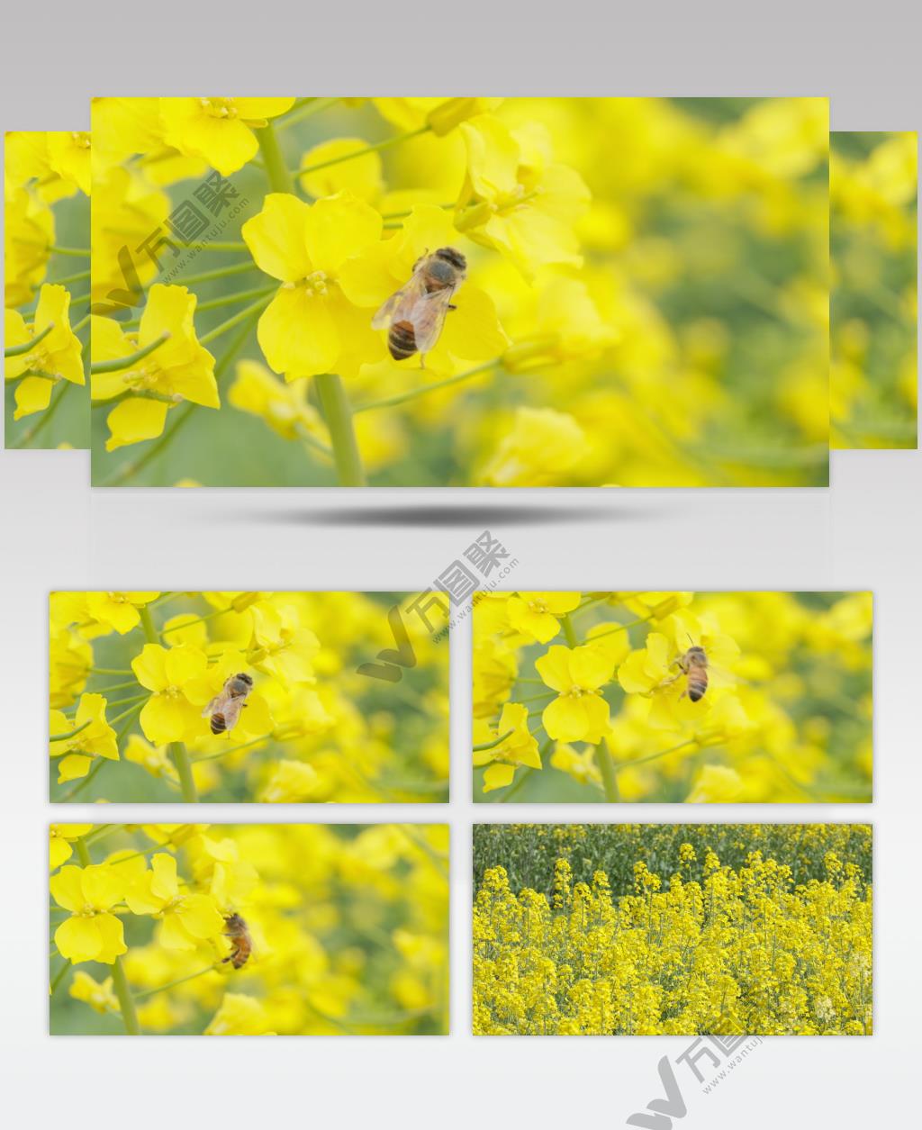 蜜蜂采蜜油菜花实拍镜头 (17)