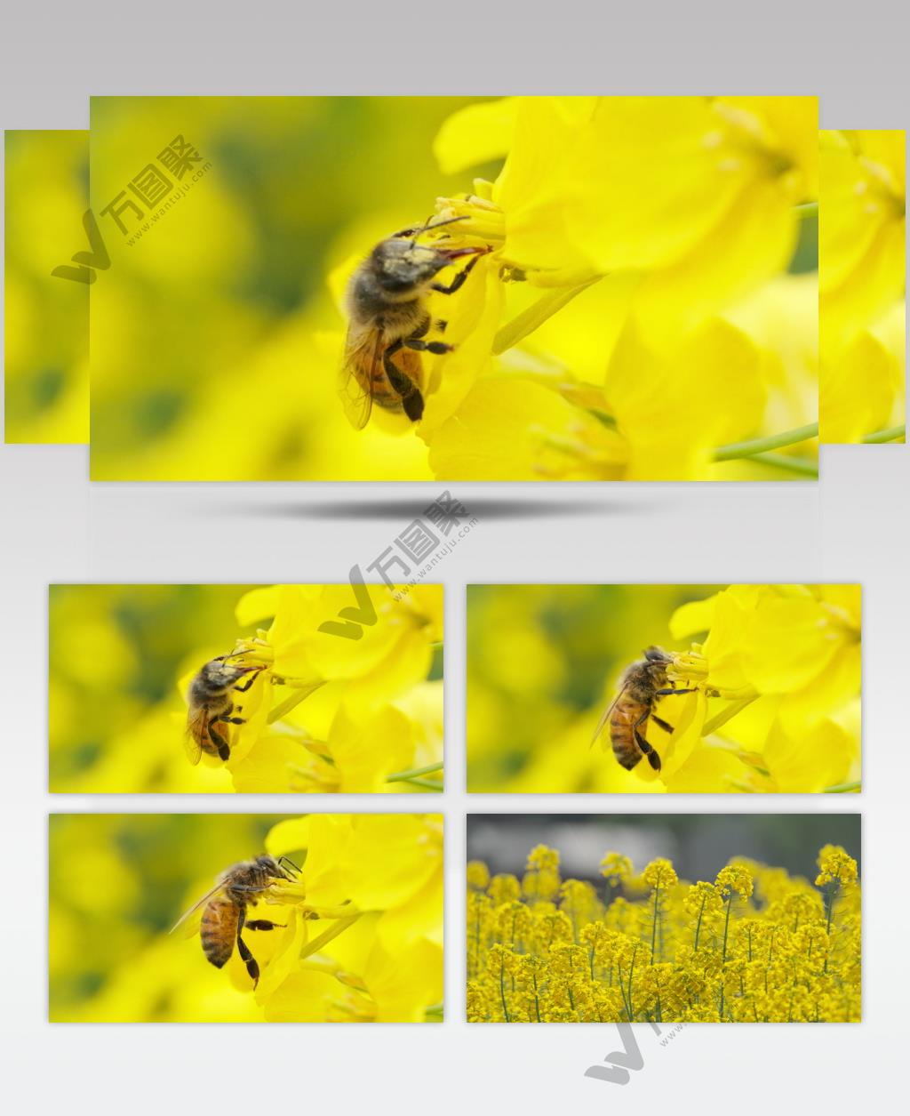 蜜蜂采蜜油菜花实拍镜头 (6)