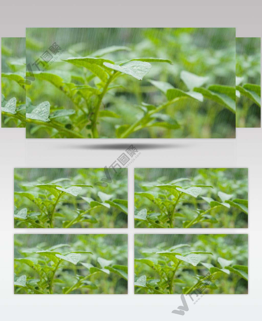 倾盆大雨4K实拍镜头